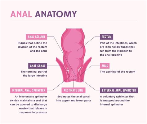 sex anus